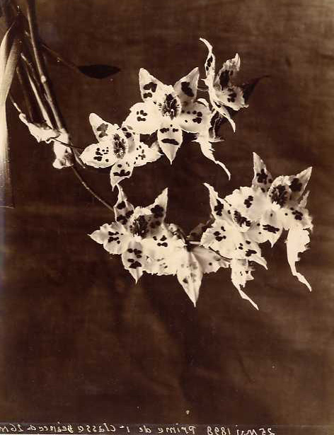 Anonymous (French) - Orchids (Odontoglossum Alexandrae)