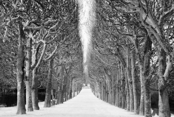 Stanko Abadzic, Trees and Snow (from the Paris Cycle). Stanko Abadzic, Trees and Snow (from the Paris Cycle).