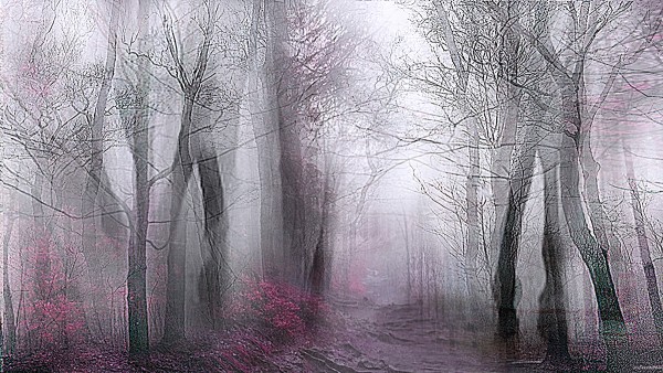 This Lisa Holden, Pale Forest, attracted a lot of interest and sold at the fair. Several more prints are still available in the edition in two sizes. This Lisa Holden, Pale Forest, attracted a lot of interest and sold at the fair. Several more prints are still available in the edition in two sizes.