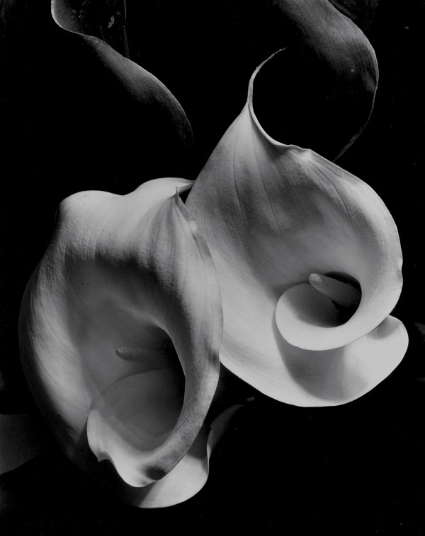 This early and lovely photograph of Two Callas by Imogen Cunningham will be featured in Vintage Works booth at Paris Photo. This early and lovely photograph of Two Callas by Imogen Cunningham will be featured in Vintage Works booth at Paris Photo.