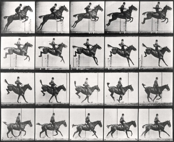 Laurence Miller Gallery brought a large group of Muybridge collotypes to the fair: Eadweard Muybridge, Plate 637 from the portfolio: Animal Locomotion. Jumping a hurdle; saddle; clearing, landing and recovering; bay horse Daisy, 1887. Laurence Miller Gallery brought a large group of Muybridge collotypes to the fair: Eadweard Muybridge, Plate 637 from the portfolio: Animal Locomotion. Jumping a hurdle; saddle; clearing, landing and recovering; bay horse Daisy, 1887.