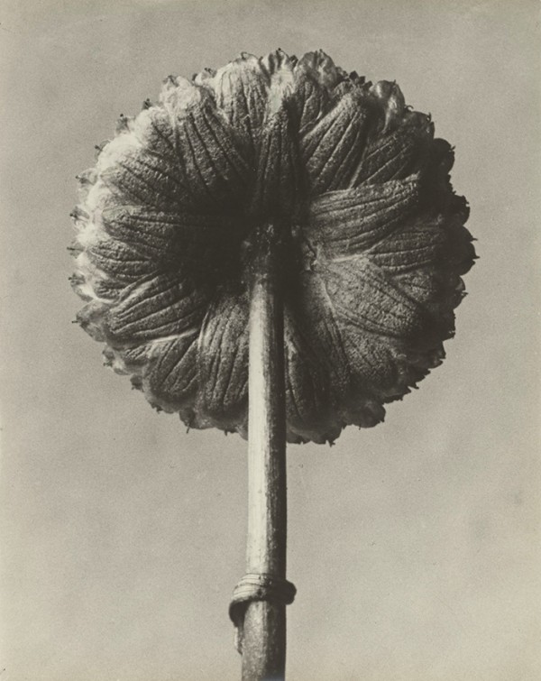 Karl Blossfeldt: Cotula Coronopifolia, Laugenblume